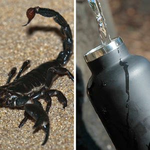 شاهد ماذا يحدث للعقرب عند سكب الماء البارد عليه 