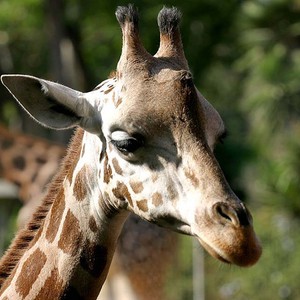 شاهد الطريقة الغريبة التي تستخدمها الزرافة لشرب الماء