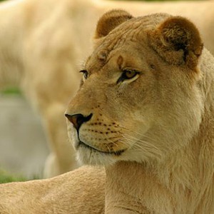 لبؤآت تتحول إلى أمهات لفرائسها بلحظات 