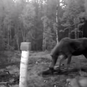 غزالة تنتقم لصغيرها من ذئاب شرسة.. شاهد ماذا فعلت!