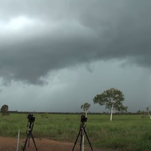 لهذا السبب يجب عدم الإختباء تحت الشجر عند حدوث العواصف 