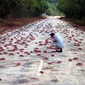 بالفيديو: هجرة الملايين من السرطانات توقف المرور وتُعطل الحياة في كريسماس الاسترالية