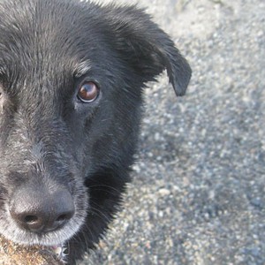 صياد ينقذ كلباً محبوساً داخل كيس من القماش