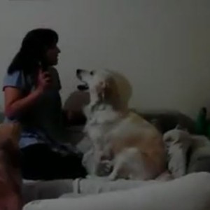 كلب وفي يهُب لنجدة طفلة تتلقى توبيخاً من أمها 