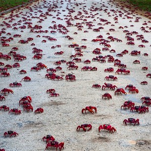 بالصور: جزيرة "كريسماس" الأسترالية تستضيف ملايين السرطانات المهاجرة