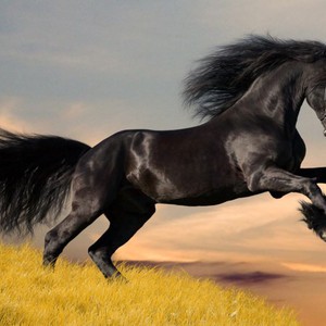 بالفيديو: شاهد أخلاق الخيول التي تغنى بها الشعراء على مر العصور