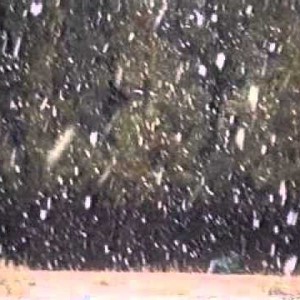 بالفيديو : معركة بين سمكة وسلحفاة !