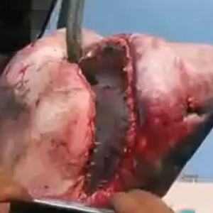 بالفيديو : بحار تونسي يعثر على سمكة قرش عملاقة جداً 