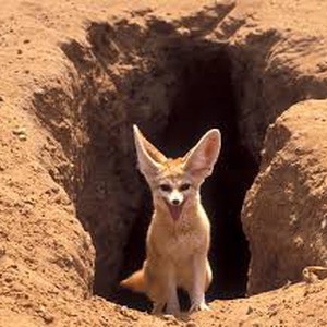 كاميرا ترصد جانبًا من حياة ثعلب الفنك في صحراء السعودية