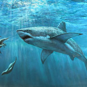 لحظة ظهور سمكة قرش بجوار زوجين على الشاطئ