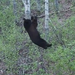 بالفيديو: "الدب البهلوان" يتسلق بكل رشاقة للحصول على طعامه 