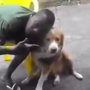 كلب يعض صديقه الشاب الذي حاول التقاط الـ"سيلفي" معه !