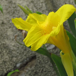Regardez les fleurs qui ne fleurissent que lorsque l&#39;appel à la prière est levé