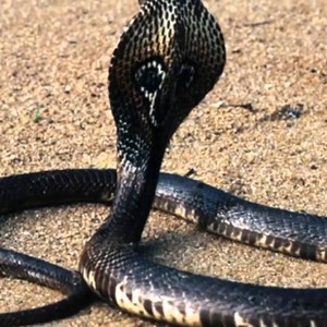 حيوان النمس يقتل كوبرا بعد معركة شرسة