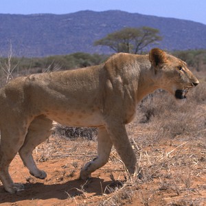  الأمومة تكسر قواعد الطبيعة: لبؤة تحمي ظبياً من الإفتراس