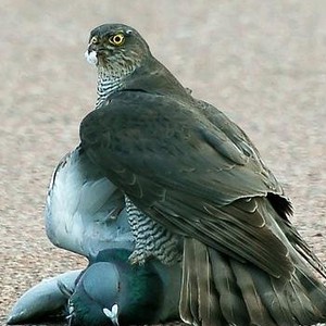 بالفيديو: شاهد النهاية التي اختارها صقر الباز لفريسته