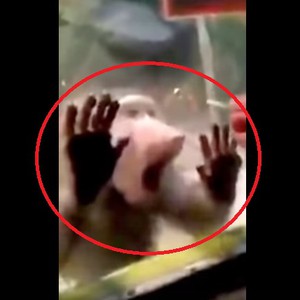 بالفيديو: قرد مسكين مضحك يندب حظه السيء