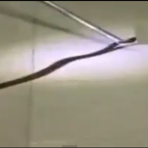 بالفيديو: ثعبان كبير يظهر في حمام منزل في تايلند ويلدغ فتاة