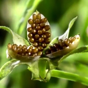 نباتات تفجر نفسها مثل الألعاب النارية