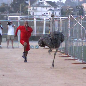 بالفيديو : سباقات مثيرة بين رجل و نعامة ، شاهدوا من الفائز