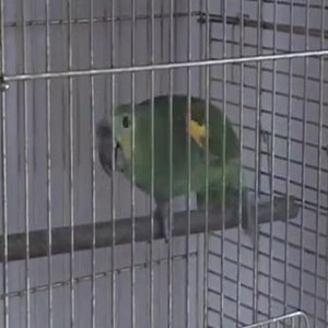 ببغاء أحد مؤذني الجوامع يتعلم قراءة القرآن الكريم و إقامة الصلاة 