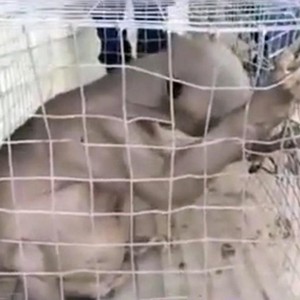 ظهور حيوان غريب في الصين يثير حيرة العلماء 