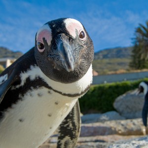 طائر البطريق الذي استوطن جنوب افريقيا تاركاً القطب الجنوبي!