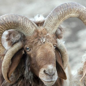 ماذا يحدث اذا اقتحمت سيارة مشاجرة للخراف؟.. شاهد النتيجة 