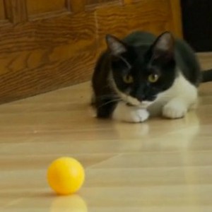 بالفيديو: قطة تتفوق على البشر بتنس الطاولة