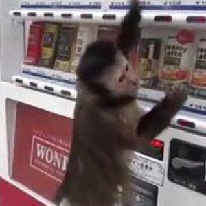 بالفيديو: قرد يشتري من ماكينة مشروبات غازية ويرجع الباقي!