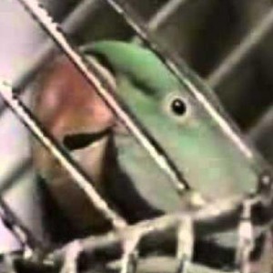 فيديو: ببغاء مدهش يقرأ القرآن الكريم!