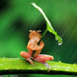 بالصور: كيف يحمي الضفدع نفسه من تساقُط الامطار 