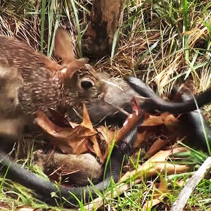 شاهد ماذا فعلت أنثى الأرنب عندما رأت أطفالها في قبضة أفعى قاتلة