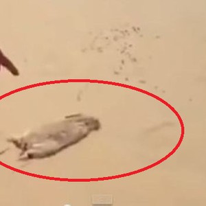 أرنب يخدع صياد ..شاهد ماذا فعل!