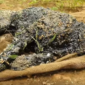 لحظة إنقاذ حياة كلبٍ سقط في حُفرة مليئة بالقطران 