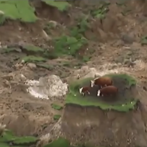 شاهد: زلزال نيوزيلندا يرفع بقرتين وعجلا إلى قمة جبل!