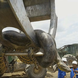 العثور على أضخم ثعبان بالتاريخ في غابات الأمازون 