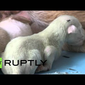 بالفيديو : ولادة جروين لهما فرو أخضر