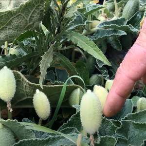 بالفيديو | تنفجر بمجرد لمسها .. هذه هي نبتة قثاء الحمار التي سممت 4 من أطفال مأدبا اليوم !