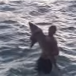 بالفيديو: شاب يتحدى نفسه ويصطاد سمكة قرش بيديه !