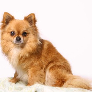 بالفيديو: كلب ينقذ صديقه من ذئب مفترس