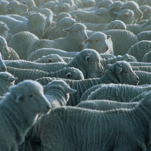 وجهاً لوجه مع أحد أكبر قطعان الماشية على وجه الأرض