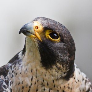 مزارع يُنقذ صقراً من أفعى إلتفت على رقبته 