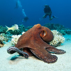 أخطبوط يقفز من الماء ليصطاد سرطاناً