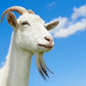 خنزير يهُب لنجدة ماعزٍ غرق في مستقع مائي 