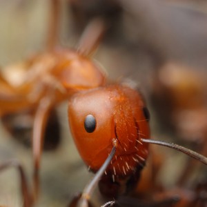 كيف يُدفن النمل؟