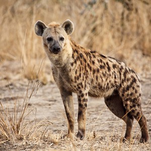 سعودي يُربي ضبعاً عثر عليه وسط الصحراء 