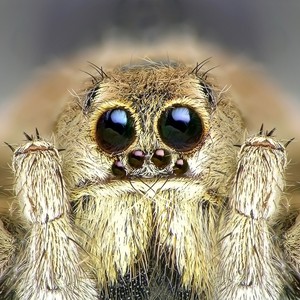 بالفيديو : عنكبوت يصنع فقاعة تحت الماء ليأكل فريسته داخلها 