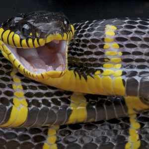 لحظة التهام ثعبان لبيضة تفوق حجم فمها بأضعاف  