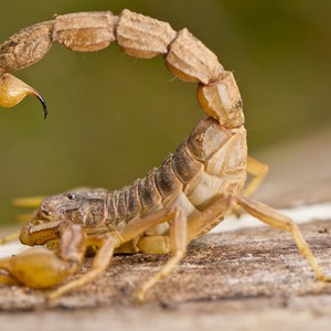 معركة مُميتة بين عقرب سام وخنفساء.. والنتيجة غير متوقعة 